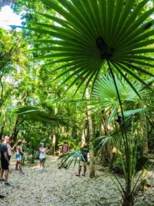 Sage & Crown Retreats fronds